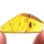 Rare Interaction Of Big Black Worker Ant In Dominican Amber