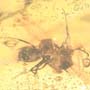 Rare Interaction Of Big Black Worker Ant In Dominican Amber