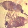 Rare Interaction Of Black Scavenger Flies In Dominican Amber