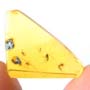 Rare Interaction Of Fungus Gnat And Sand Fly In Dominican Amber