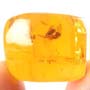 Rare Interaction Of Fungus Gnat And Barklouse In Dominican Amber