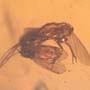 Rare Interaction Of Fungus Gnat And Barklouse In Dominican Amber