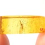 Rare Interaction Of Long Legged Fly, Crane Fly And Ancient Droplets In Dominican Amber