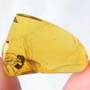 Rare Interaction Of Queen Ant And Biting Midge In Dominican Amber