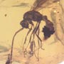 Rare Interaction Of Queen Ant And Biting Midge In Dominican Amber