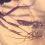 Rare Interaction Of Queen Ant And Biting Midge In Dominican Amber