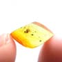 Rare Interaction Of Queen Ant And Moth Fly In Dominican Amber