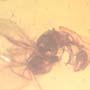 Rare Interaction Of Queen Ant And Moth Fly In Dominican Amber