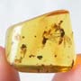 Rare Interaction Of Queen Ant And Worker Ant In Dominican Amber