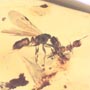 Rare Interaction Of Queen Ant And Worker Ant In Dominican Amber
