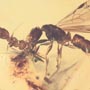 Rare Interaction Of Queen Ant And Worker Ant In Dominican Amber