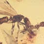 Rare Interaction Of Queen Ant And Worker Ant In Dominican Amber