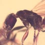 Rare Interaction Of Queen Ant And Worker Ant In Dominican Amber