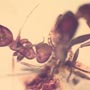 Rare Interaction Of Queen Ant And Worker Ant In Dominican Amber
