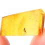 Rare Interaction Of Sand Fly And Dark Winged Fungus Gnat In Dominican Amber