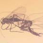 Rare Interaction Of Sand Fly And Dark Winged Fungus Gnat In Dominican Amber