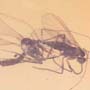 Rare Interaction Of Sand Fly And Dark Winged Fungus Gnat In Dominican Amber