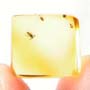 Rare Interaction Of True Midge And Gall Gnat  In Dominican Amber