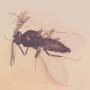 Rare Interaction Of True Midge And Gall Gnat  In Dominican Amber