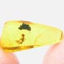 Rare Interaction Of Worker Ant And Elongate Springtail In Dominican Amber