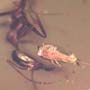 Rare Interaction Of Worker Ant And Elongate Springtail In Dominican Amber
