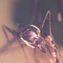Rare Interaction Of Worker Ant And Elongate Springtail In Dominican Amber
