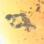 Rare Interaction Of Worker Ants In Dominican Amber