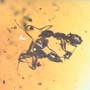 Rare Interaction Of Worker Ants In Dominican Amber