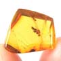 Rare Leafhopper Fighting Gall Midge In Dominican Amber