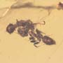 Rare Interaction Of Worker Ants In Dominican Amber
