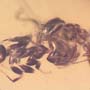 Rare Interaction Of Worker Ants In Dominican Amber