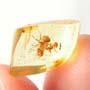 Rare Interaction Of Worker Ant In Dominican Amber