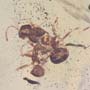 Rare Interaction Of Worker Ant In Dominican Amber
