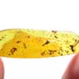 Rare Interaction Of Worker Ant In Dominican Amber