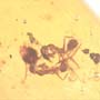 Rare Interaction Of Worker Ant In Dominican Amber