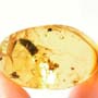 Rare Interaction Of Worker Ants In Dominican Amber