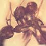 Rare Interaction Of Worker Ants In Dominican Amber
