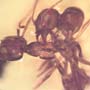 Rare Interaction Of Worker Ants In Dominican Amber