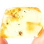 Rare Interaction Of Worker Ants In Dominican Amber