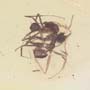 Rare Interaction Of Worker Ants In Dominican Amber