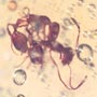 Rare Interaction Of Worker Ant In Dominican Amber