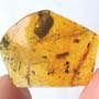 Rare Isopod And Globular Springtail In Dominican Amber