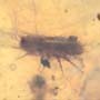 Rare Isopod And Seed Pod In Dominican Amber