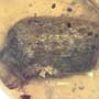 Rare Isopod And Seed Pod In Dominican Amber