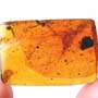 Rare Isopod And Worker Ant In Dominican Amber