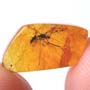 Rare Isopod In Dominican Amber