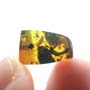 Rare Isopod And Breached Winged Seed In Dominican Amber