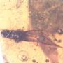 Rare Isopod And Breached Winged Seed In Dominican Amber