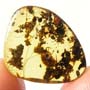 Rare Isopod, Two Black Scavenger Flies And Turd In Dominican Amber