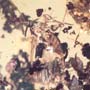 Rare Isopod, Two Black Scavenger Flies And Turd In Dominican Amber